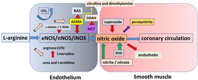 L-Arginine-Nitric Oxide-Asymmetric Dimethylarginine Pathway and the Coronary Circulation: Translation of Basic Science Results to Clinical Practice